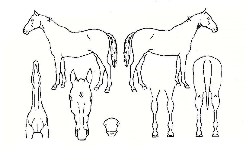 ÇØ¶ã³¯ÀÇ Ãø¸é,¿ì¸é,µÞ¸é,µÎ»ó,´Ù¸®ÀÇ Æ¯Â¡µµÇØ