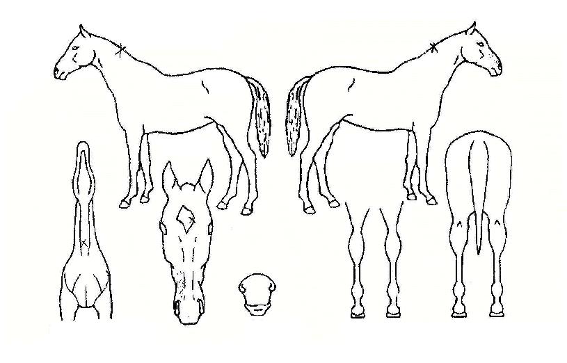 ����Ʈ���� ����,���,�޸�,�λ�,�ٸ��� Ư¡����