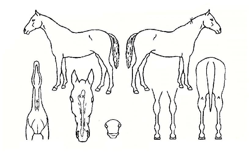 ��������� ����,���,�޸�,�λ�,�ٸ��� Ư¡����