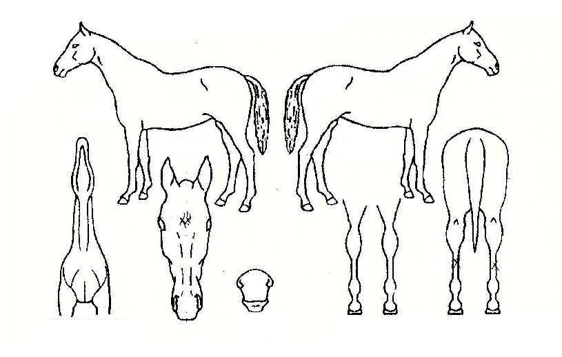 �������� ����,���,�޸�,�λ�,�ٸ��� Ư¡����