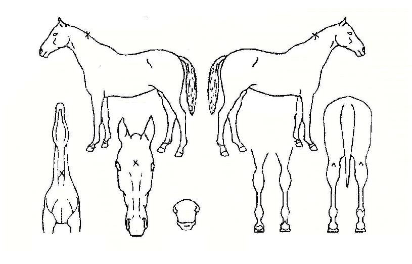 ¿¡¾î½ºÇǵåÀÇ Ãø¸é,¿ì¸é,µÞ¸é,µÎ»ó,´Ù¸®ÀÇ Æ¯Â¡µµÇØ