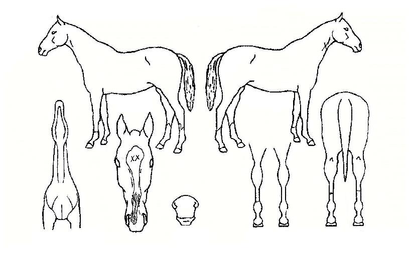 ���̾���̾��� ����,���,�޸�,�λ�,�ٸ��� Ư¡����