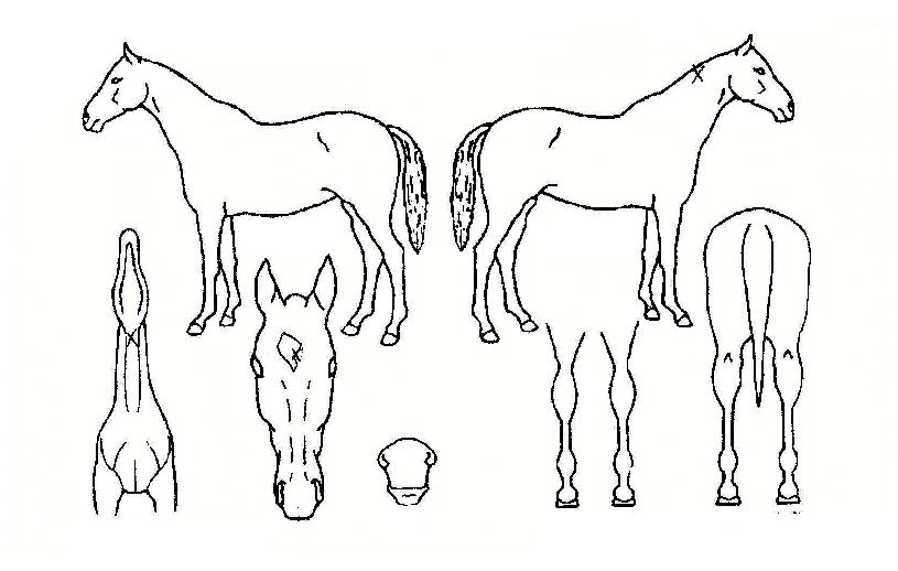 �������� ����,���,�޸�,�λ�,�ٸ��� Ư¡����