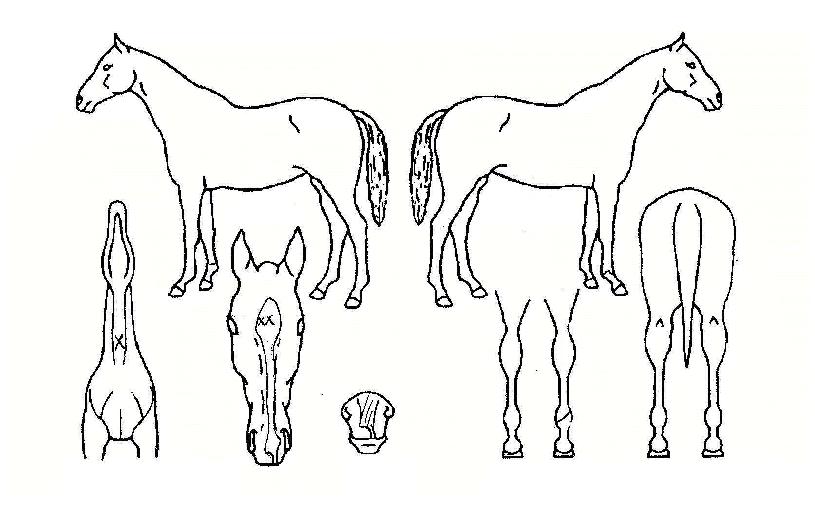 õÇÏÆ¯±ÞÀÇ Ãø¸é,¿ì¸é,µÞ¸é,µÎ»ó,´Ù¸®ÀÇ Æ¯Â¡µµÇØ