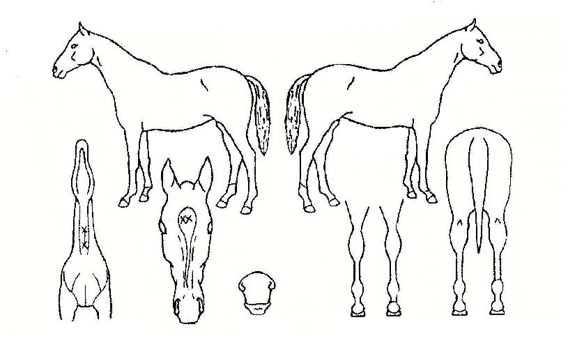 ���������� ����,���,�޸�,�λ�,�ٸ��� Ư¡����