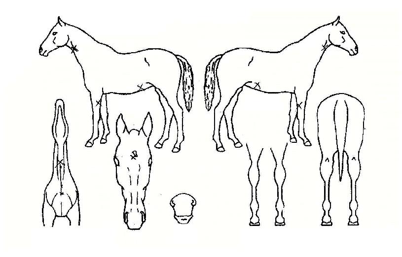 ����Ƽȫ���� ����,���,�޸�,�λ�,�ٸ��� Ư¡����