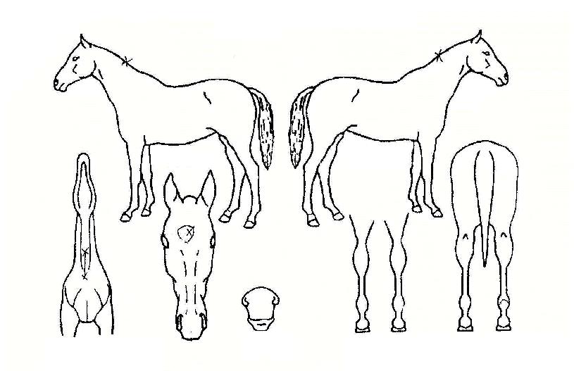 ¿¡½ºÆ®·¼¶óǪ°¡½ºÀÚ¸¶ÀÇ Ãø¸é,¿ì¸é,µÞ¸é,µÎ»ó,´Ù¸®ÀÇ Æ¯Â¡µµÇØ