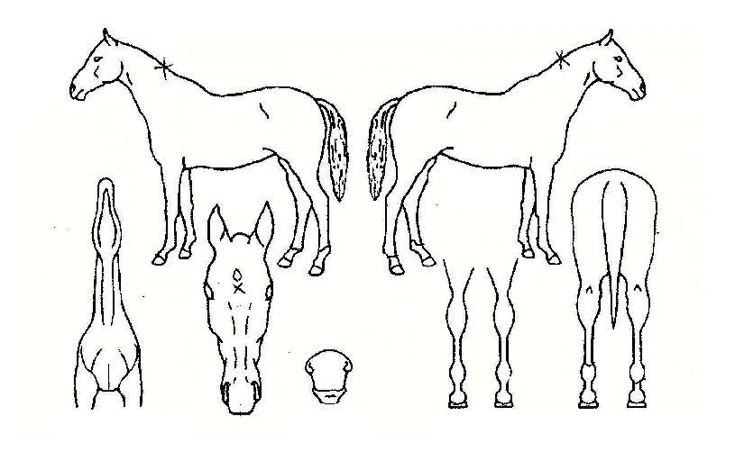 ���뽺ī���� ����,���,�޸�,�λ�,�ٸ��� Ư¡����