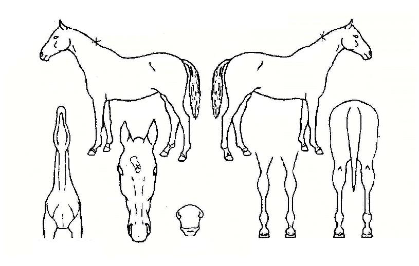 ÆÄºñ¿ì½ºÀÇ Ãø¸é,¿ì¸é,µÞ¸é,µÎ»ó,´Ù¸®ÀÇ Æ¯Â¡µµÇØ