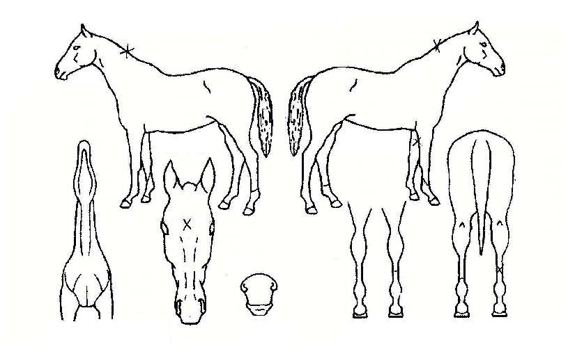 ¾Ë½ö´Þ½öÀÇ Ãø¸é,¿ì¸é,µÞ¸é,µÎ»ó,´Ù¸®ÀÇ Æ¯Â¡µµÇØ