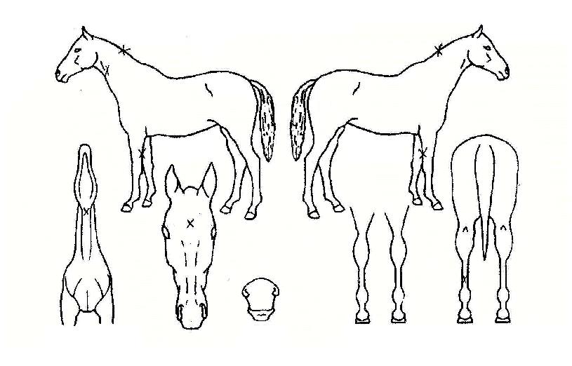 ¿À¼º´ëÀ屺ÀÇ Ãø¸é,¿ì¸é,µÞ¸é,µÎ»ó,´Ù¸®ÀÇ Æ¯Â¡µµÇØ