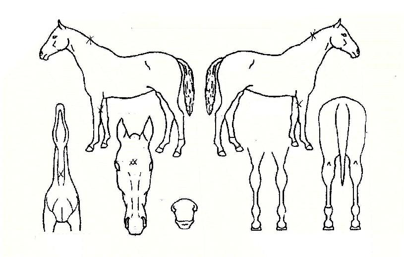 ������� ����,���,�޸�,�λ�,�ٸ��� Ư¡����