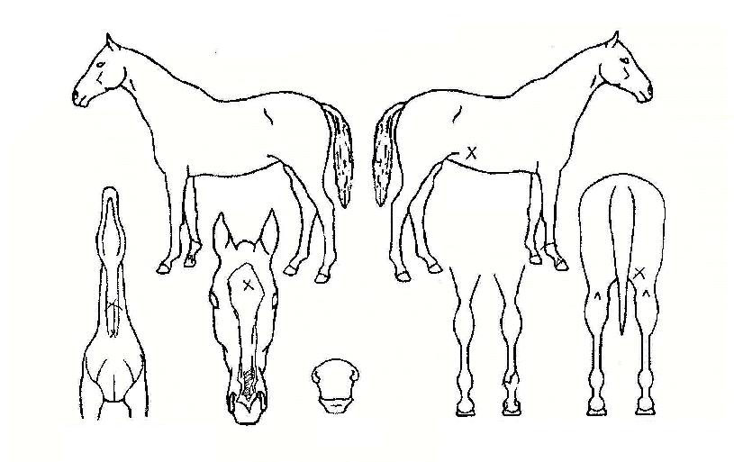 ¼±¿Õ»êÀÇ Ãø¸é,¿ì¸é,µÞ¸é,µÎ»ó,´Ù¸®ÀÇ Æ¯Â¡µµÇØ