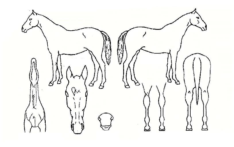 ������ ����,���,�޸�,�λ�,�ٸ��� Ư¡����