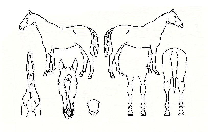 »÷µå¯ÀÇ Ãø¸é,¿ì¸é,µÞ¸é,µÎ»ó,´Ù¸®ÀÇ Æ¯Â¡µµÇØ