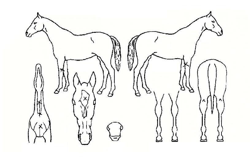 ºÎ°æ°¶·¯ÆÛÀÇ Ãø¸é,¿ì¸é,µÞ¸é,µÎ»ó,´Ù¸®ÀÇ Æ¯Â¡µµÇØ