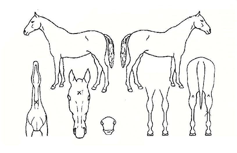 �����ô��� ����,���,�޸�,�λ�,�ٸ��� Ư¡����