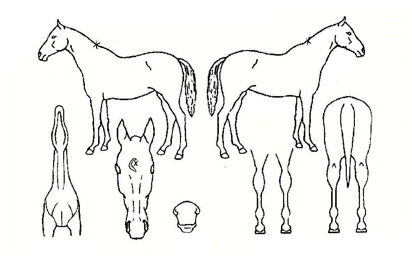 �ö��׺�ī�� ����,���,�޸�,�λ�,�ٸ��� Ư¡����