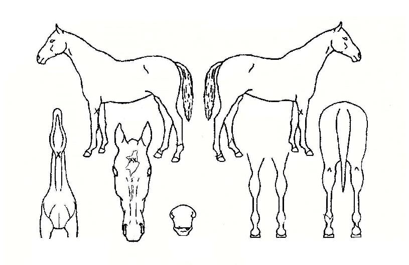 ¿©°ÉdzÀÇ Ãø¸é,¿ì¸é,µÞ¸é,µÎ»ó,´Ù¸®ÀÇ Æ¯Â¡µµÇØ