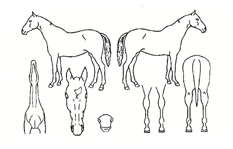 �漱ǳ�� ����,���,�޸�,�λ�,�ٸ��� Ư¡����