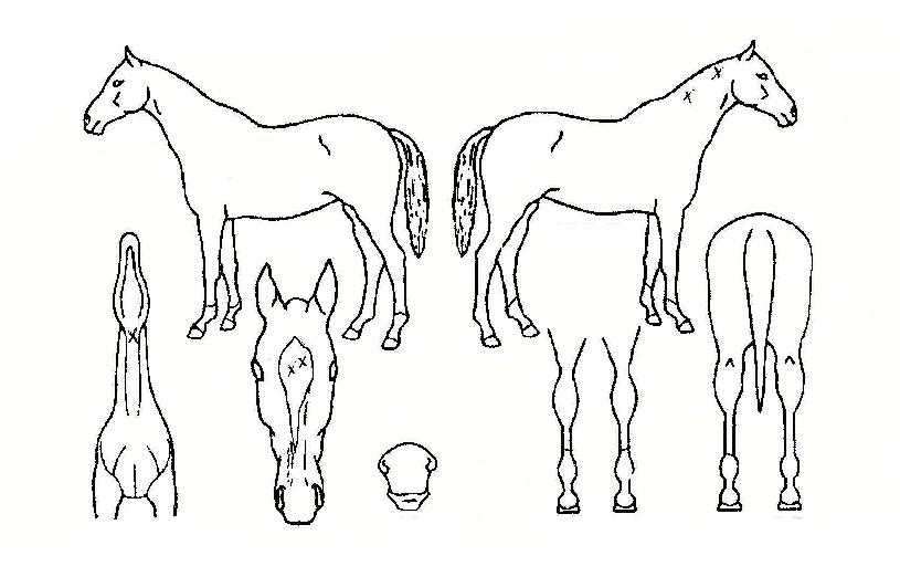 ºòÈ£ÇÁÀÇ Ãø¸é,¿ì¸é,µÞ¸é,µÎ»ó,´Ù¸®ÀÇ Æ¯Â¡µµÇØ