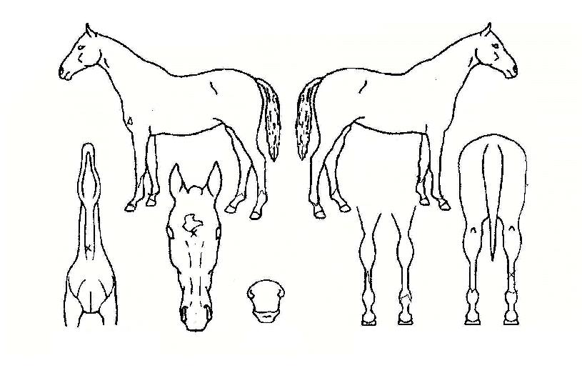 ÇÏÀ̶óÀÌÆ®ÀÇ Ãø¸é,¿ì¸é,µÞ¸é,µÎ»ó,´Ù¸®ÀÇ Æ¯Â¡µµÇØ