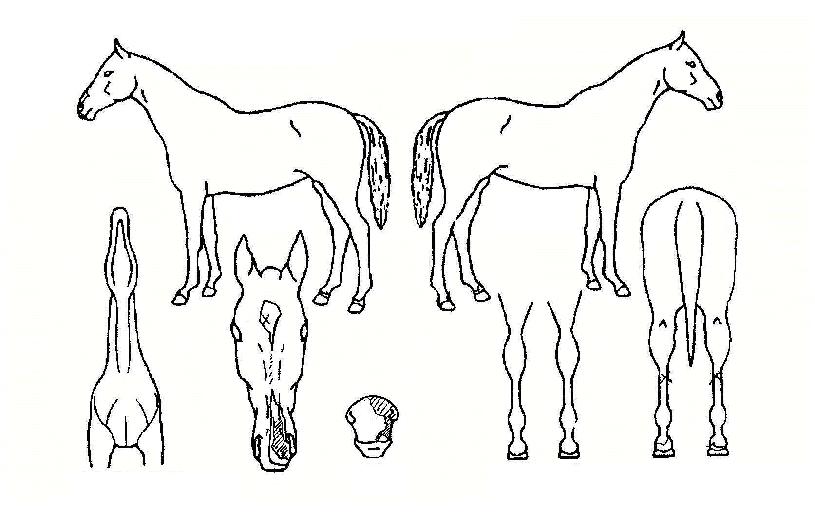 ���������� ����,���,�޸�,�λ�,�ٸ��� Ư¡����