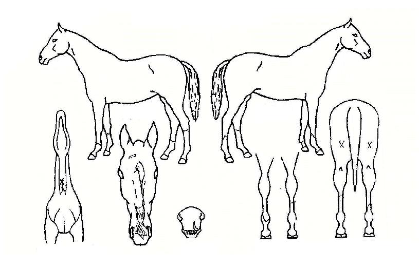 ÇѶóÀǺ°ÀÇ Ãø¸é,¿ì¸é,µÞ¸é,µÎ»ó,´Ù¸®ÀÇ Æ¯Â¡µµÇØ