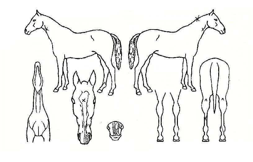 �ɸ����� ����,���,�޸�,�λ�,�ٸ��� Ư¡����