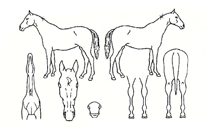 ÄÉÀÌÆËÀÇ Ãø¸é,¿ì¸é,µÞ¸é,µÎ»ó,´Ù¸®ÀÇ Æ¯Â¡µµÇØ