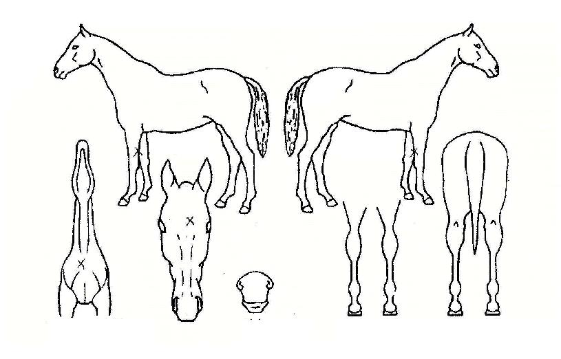 ½ÃÅ©¸´Æ÷ÄÏÀÇ Ãø¸é,¿ì¸é,µÞ¸é,µÎ»ó,´Ù¸®ÀÇ Æ¯Â¡µµÇØ