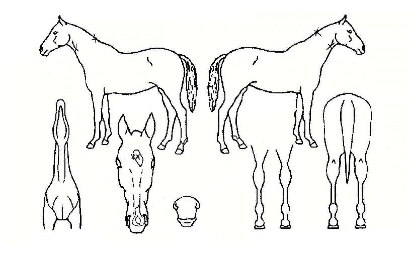 ��į����� ����,���,�޸�,�λ�,�ٸ��� Ư¡����