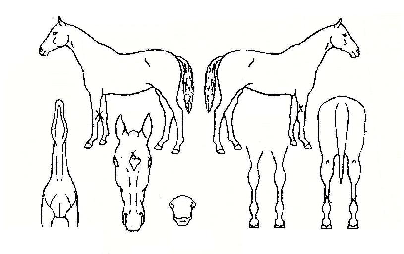 Ȧ�������� ����,���,�޸�,�λ�,�ٸ��� Ư¡����