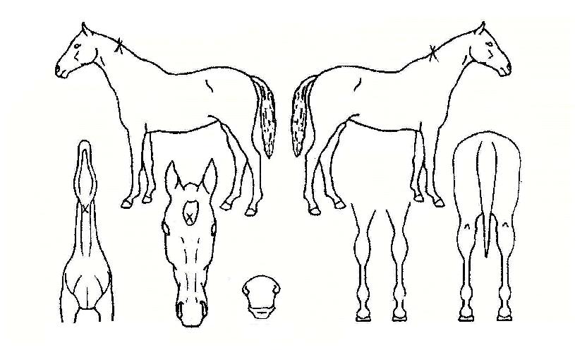 Ȧ����Ƽ�� ����,���,�޸�,�λ�,�ٸ��� Ư¡����