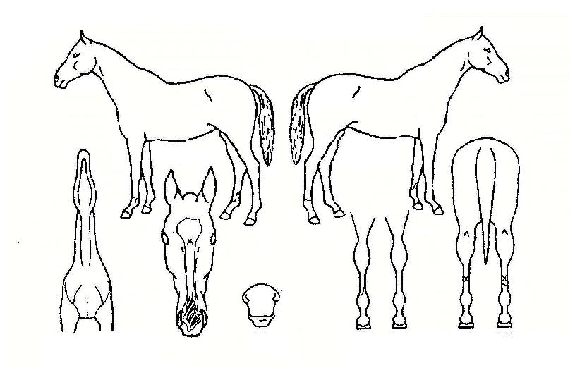 ĥ��Ÿ���� ����,���,�޸�,�λ�,�ٸ��� Ư¡����