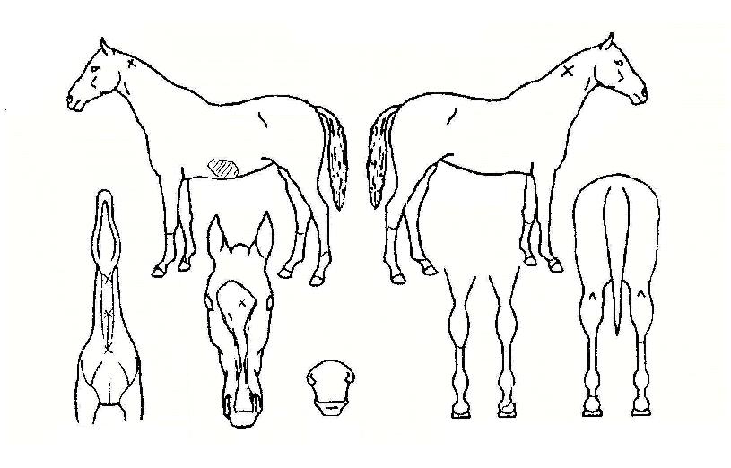 Àü¼³½Ã´ëÀÇ Ãø¸é,¿ì¸é,µÞ¸é,µÎ»ó,´Ù¸®ÀÇ Æ¯Â¡µµÇØ