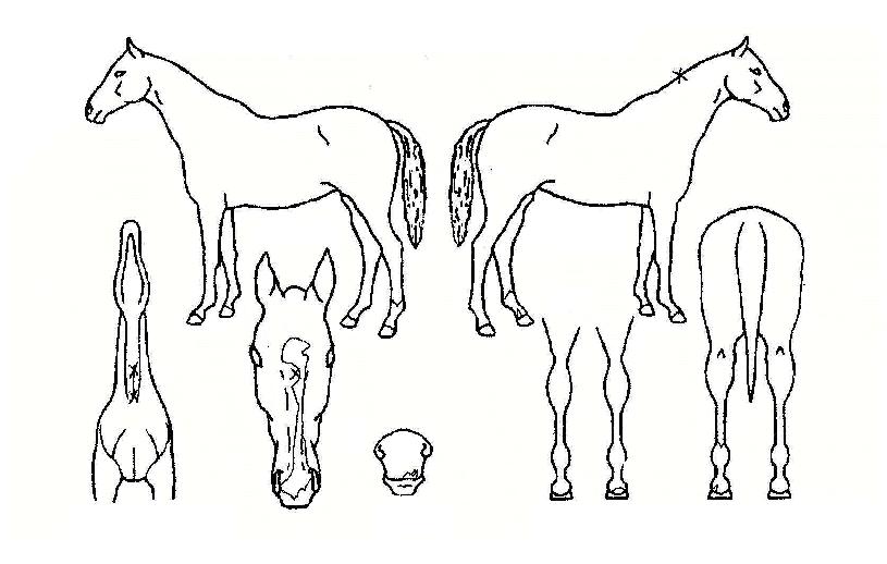 ��ุ���� ����,���,�޸�,�λ�,�ٸ��� Ư¡����