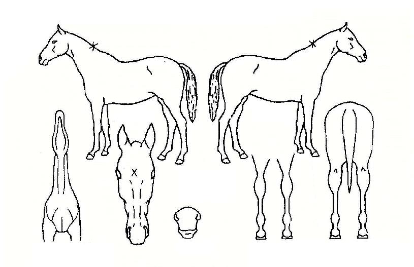 ·¹Áö½ºÅÍÀÇ Ãø¸é,¿ì¸é,µÞ¸é,µÎ»ó,´Ù¸®ÀÇ Æ¯Â¡µµÇØ