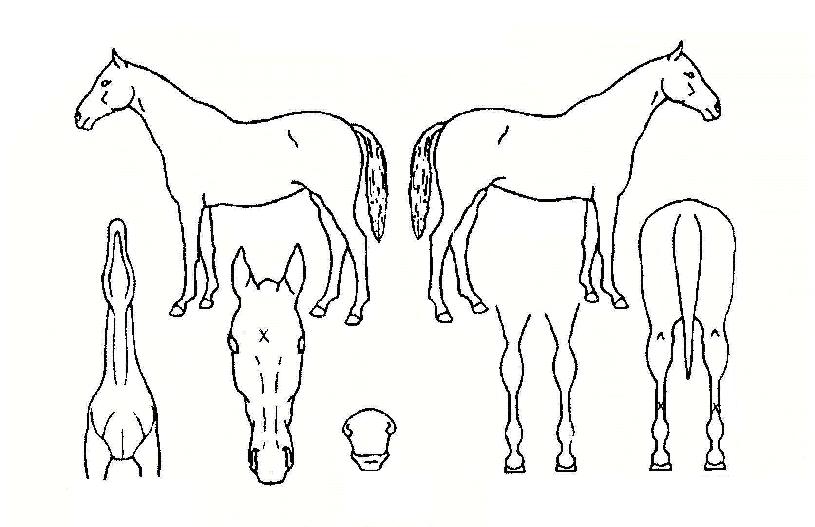 µ¿¹æÀǺ°ÀÇ Ãø¸é,¿ì¸é,µÞ¸é,µÎ»ó,´Ù¸®ÀÇ Æ¯Â¡µµÇØ