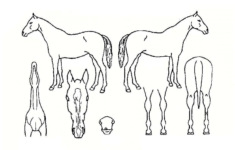 ½ÃÅ©¸´¹«ºêÀÇ Ãø¸é,¿ì¸é,µÞ¸é,µÎ»ó,´Ù¸®ÀÇ Æ¯Â¡µµÇØ