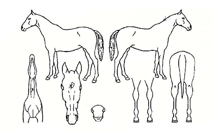 ´ëÁöÀǰ¨µ¿ÀÇ Ãø¸é,¿ì¸é,µÞ¸é,µÎ»ó,´Ù¸®ÀÇ Æ¯Â¡µµÇØ