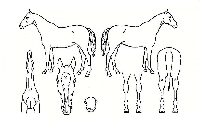 ��â�� ����,���,�޸�,�λ�,�ٸ��� Ư¡����