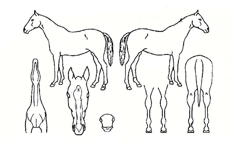 ȭ��è�Ǿ��� ����,���,�޸�,�λ�,�ٸ��� Ư¡����