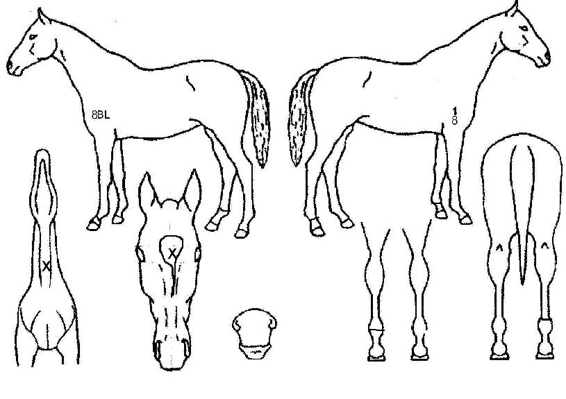 �ؾϴ����� ����,���,�޸�,�λ�,�ٸ��� Ư¡����