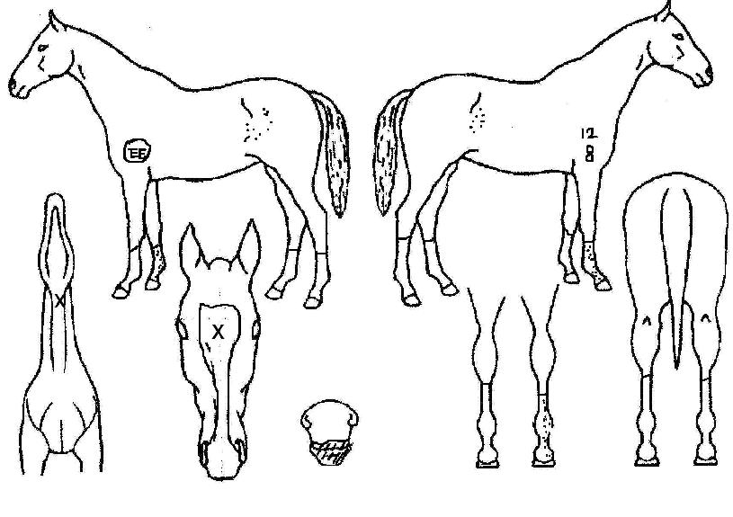 ±×·£µåÄ«¶ó¹ÝÀÇ Ãø¸é,¿ì¸é,µÞ¸é,µÎ»ó,´Ù¸®ÀÇ Æ¯Â¡µµÇØ