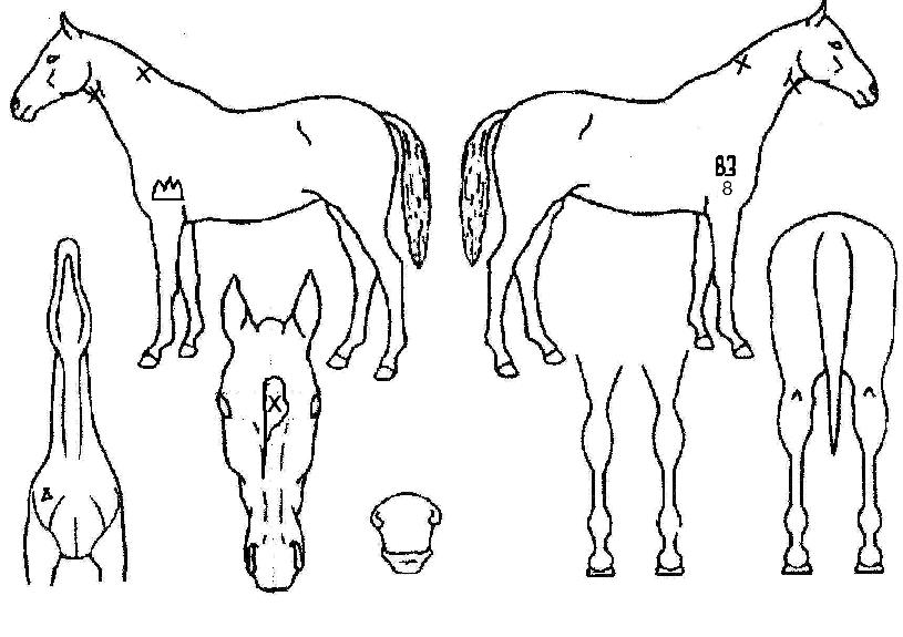 ÇØÇÇÀ§Ä˵åÀÇ Ãø¸é,¿ì¸é,µÞ¸é,µÎ»ó,´Ù¸®ÀÇ Æ¯Â¡µµÇØ