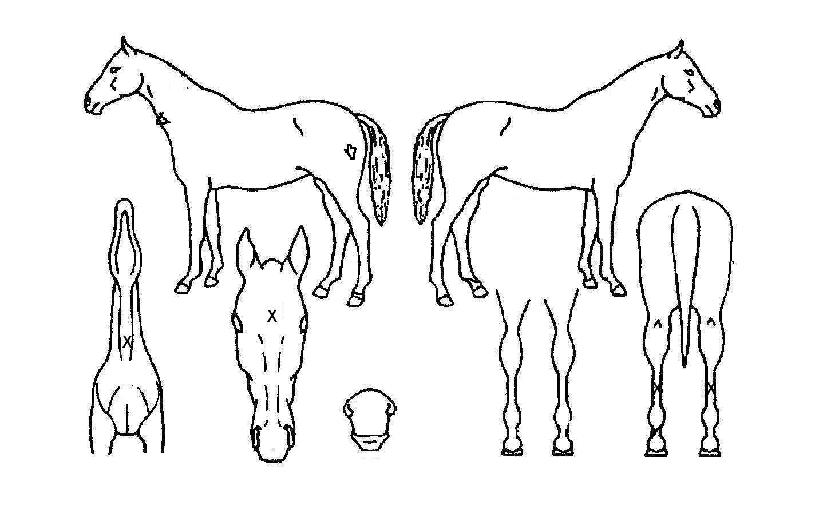 �ƽζ����� ����,���,�޸�,�λ�,�ٸ��� Ư¡����