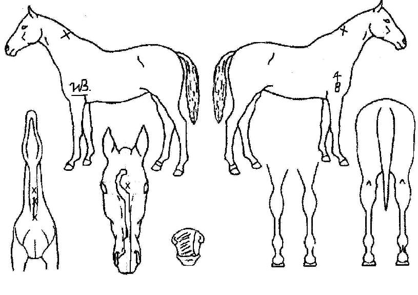 °æ¼ÕÀÇ Ãø¸é,¿ì¸é,µÞ¸é,µÎ»ó,´Ù¸®ÀÇ Æ¯Â¡µµÇØ