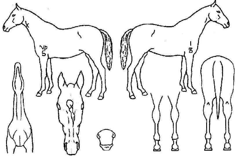 ���������̵��� ����,���,�޸�,�λ�,�ٸ��� Ư¡����