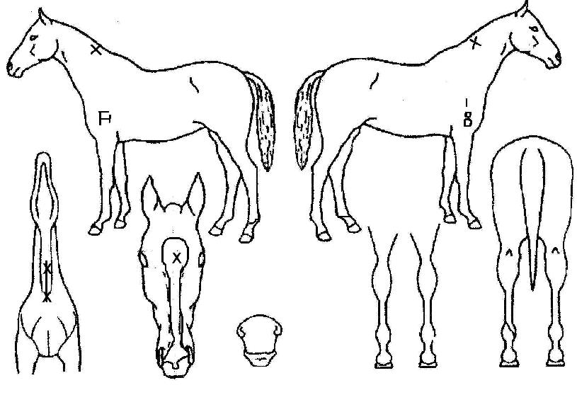 ū����� ����,���,�޸�,�λ�,�ٸ��� Ư¡����